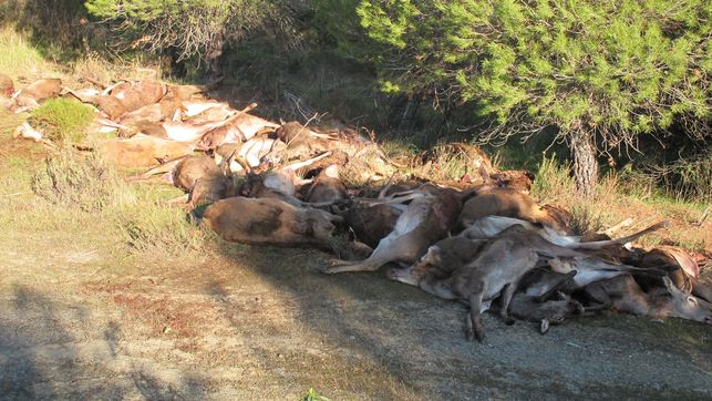 La Generalitat Valenciana busca el clientelismo político con la gestión de la caza en montes públicos
