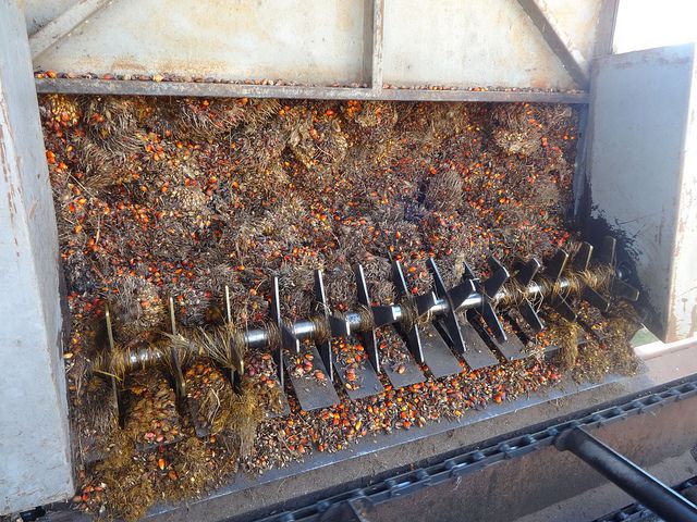 La Palma aceitera acrecienta la Amazonia deforestada