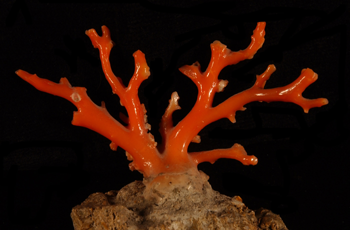 El coral rojo (Corallium rubrum) al ‘limite’ en Cataluña