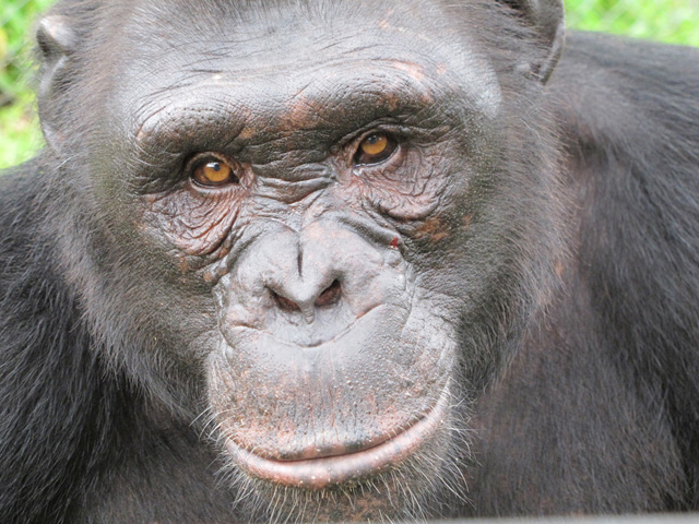 Situación de los chimpancés de Nigeria-Camerún