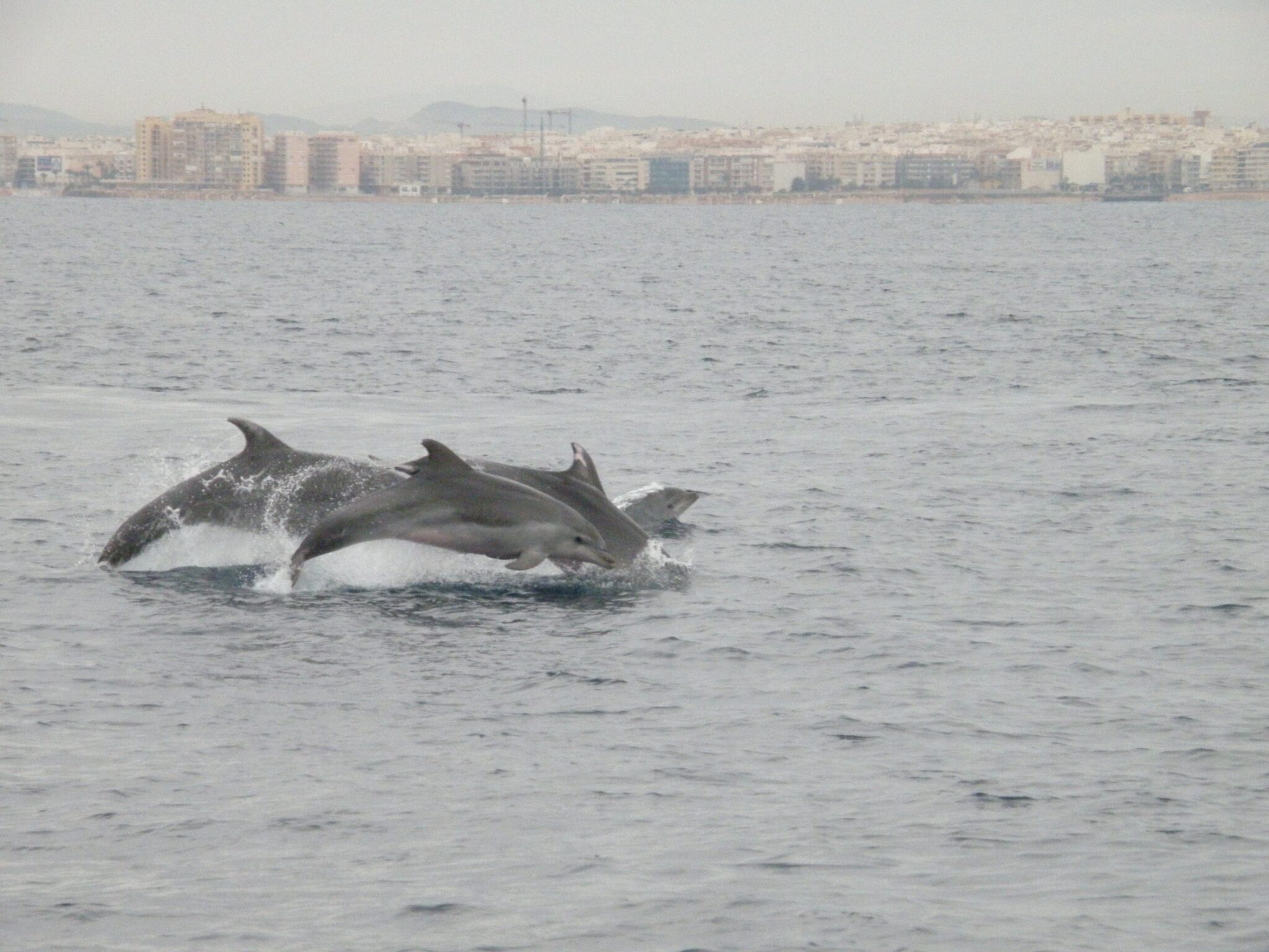 ANSE promueve la participación de voluntarios en el seguimiento de delfines y aves marinas con ayuda del programa VOLCAM
