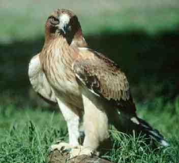 Las plumas más claras favorecen a dos especies de aves rapaces