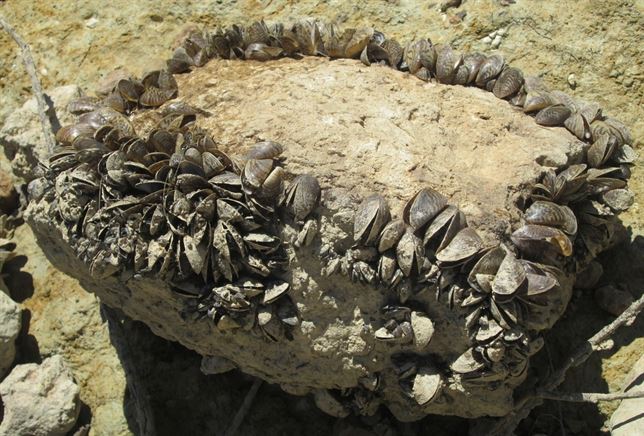 Se refuerza el grupo de trabajo constituido por la CHG para el control de las especies invasoras