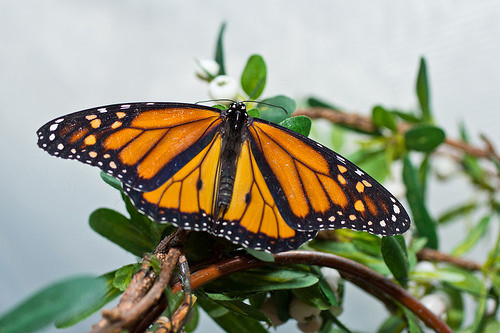Arrancan un Sistema de Información Geográfica para la conservación de la mariposa monarca