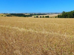 El Cambio climático amenaza productividad de la soja en Brasil