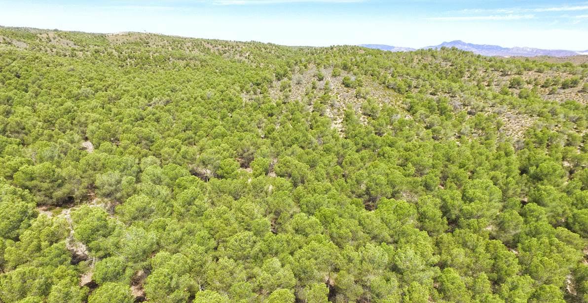 España estudiará la capacidad de sus suelos como sumideros de CO2 y apoyar la iniciativa 4 por 1.000