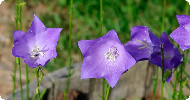 Euskadi cuenta con más de 2000 especies de plantas