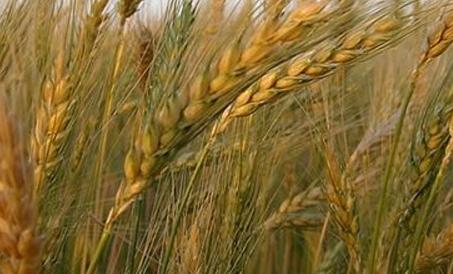 Variedades de trigo aptas para celíacos