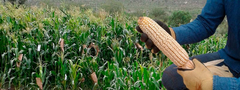 En busca del gen poliembriónico del maíz