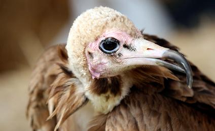 WWF celebra el regreso a España del alimoche Vega