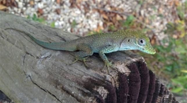 Las especies cruzaron los océanos para extenderse por el planeta