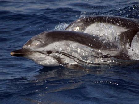Temen un rebrote de la epidemia que ha matado a decenas de delfines