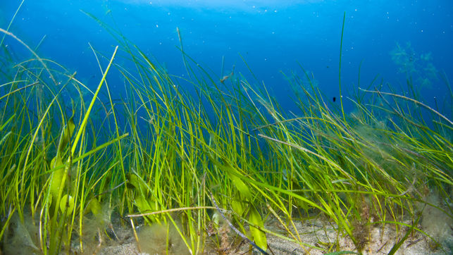 Canarias protegerá la seba como especie vulnerable
