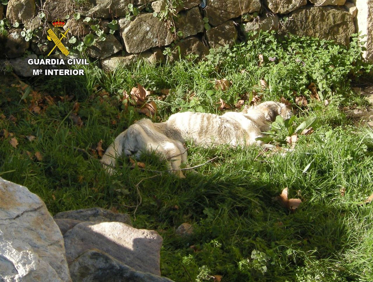 En San Vicente de Toranzo el SEPRONA ha abierto diligencias contra el dueño de un perro muerto y de otro en mal estado