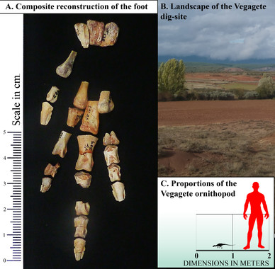 Restos de un diminuto dinosaurio bípedo y comedor de plantas