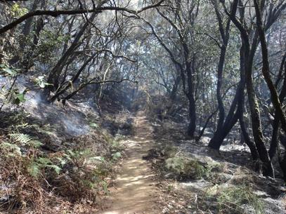 MAGRAMA interviene en zonas afectadas por el fuego forestal de La Gomera