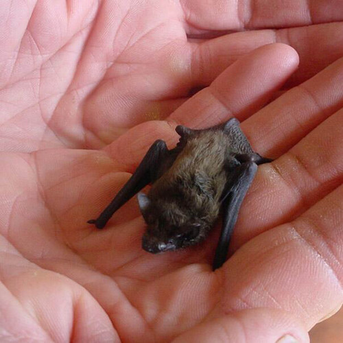 En México habitan 564 especies silvestres