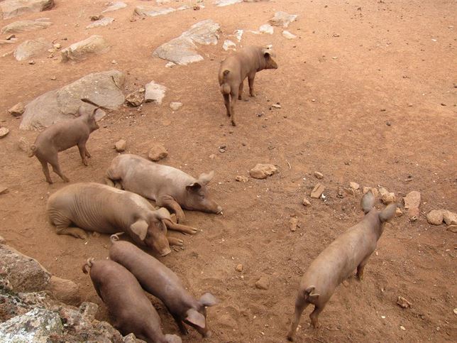 Ayudas para la gestión de libros genealógicos de razas ganaderas autóctonas en Extremadura