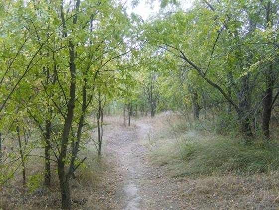 La ciudad de Zaragoza rehabilita las riberas del Gállego