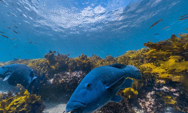 Visita sin salir de casa el Gran Arrecife de Coral