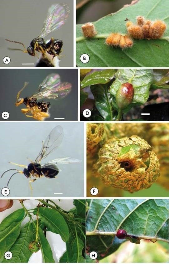 Expertos descubren tres nuevas especies de avispas en Centroamérica
