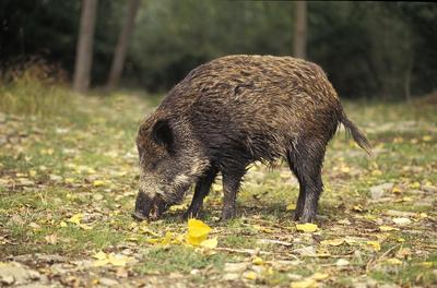 Ecologistas alertan de la introducción ilegal de jabalíes en la Almijara