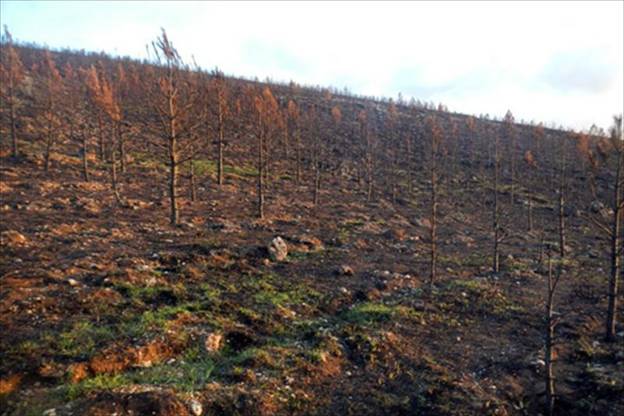 Plantan 32.000 árboles en el municipio cántabro de Valdeolea