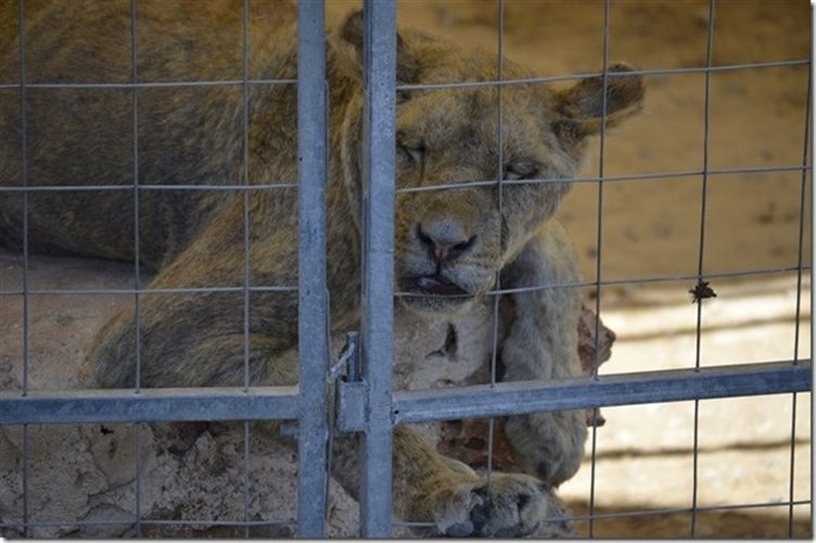 Miserables condiciones de un zoo en Mallorca