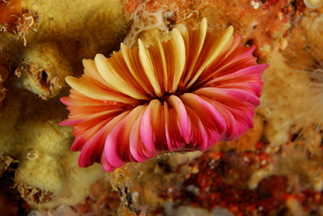 Los corales de aguas frías mediterráneos asimilan la temperatura que soportan los de aguas templadas