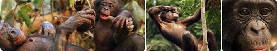 Proyecto Gran Simio teme por la salud del Gorila León trasladado  del zoológico Loro-Parque al del Belo Horizonte en Brasil