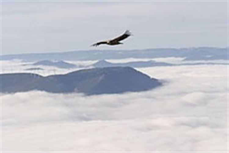 Navarra. Los ganaderos depositarán animales muertos en los comederos para aves necrófagas