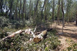Entre el 31 y el 40 por ciento del territorio de Huesca y Teruel es superficie forestal arbolada