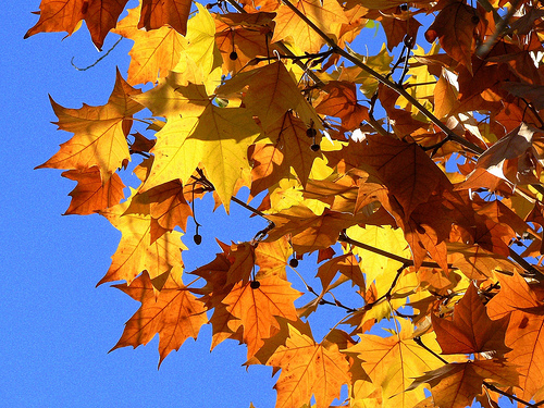 Medio Ambiente destinará en 2010 cerca de 500.000 euros más a ayudas en investigación en la Red de Parques Nacionales