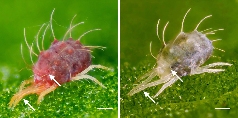 Hallado el gen que permite a la araña roja hibernar