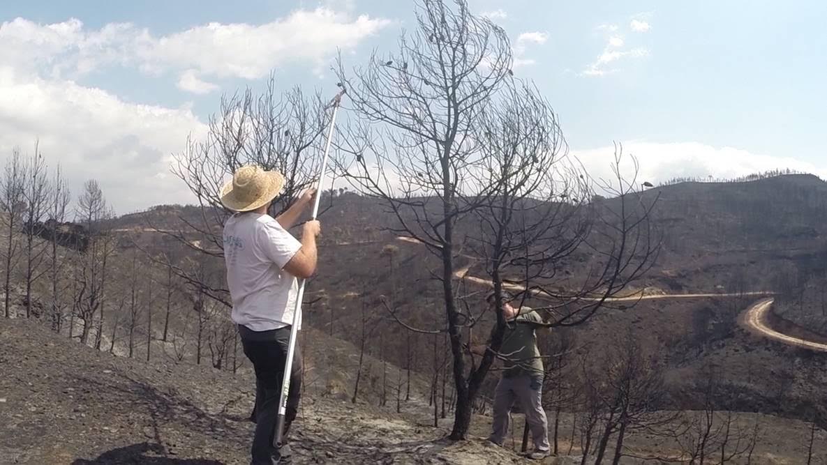 Las zonas quemadas dos veces tienen más posibilidades de recuperase (Ver VIDEO)