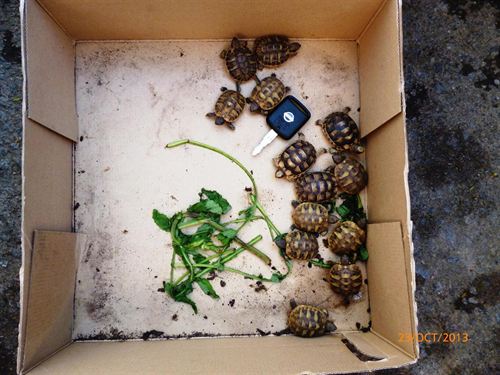 Incautan 21 tortugas de especies en peligro de extinción a la venta por Internet