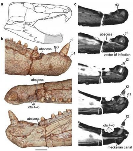 Hallan el fósil de un reptil que padecía infección de muelas