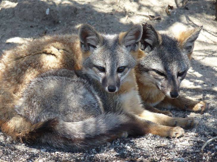 Otro zorro que podría extinguirse por nuestra culpa