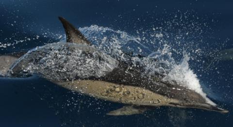 Life IP INDEMARES propondrá 9 espacios marinos protegidos