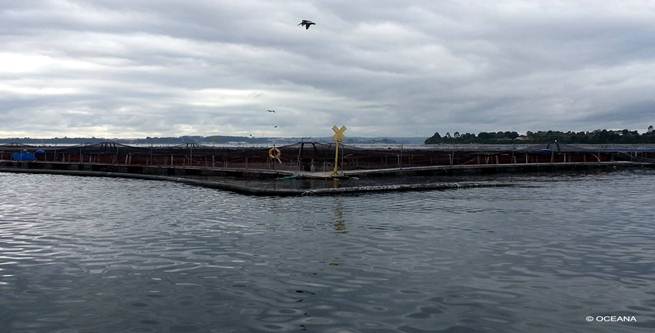 Opacidad ‘absoluta’ sobre los antibióticos usados por empresas salmoneras chilenas