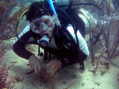 Los corales sobrevivieron al cambio climático en el Caribe hace 15 millones de años