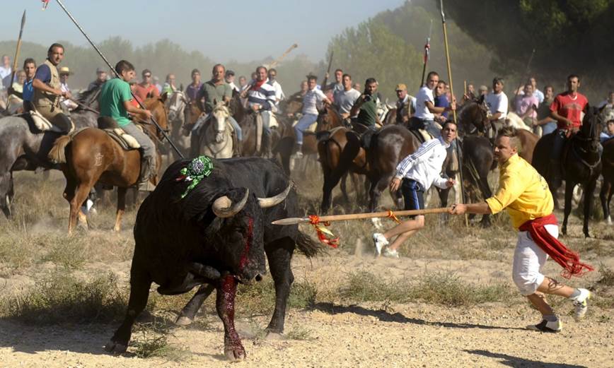 EQUO considera insuficiente el decreto de la Junta de Castilla y León sobre el Toro de la Vega