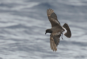 Los resultados de la campaña de SEO/BirdLife en el Banco de la Concepción