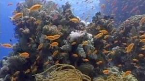 El Gobierno autorizará mañana a España a firmar el Protocolo de Nagoya sobre el acceso a recursos genéticos