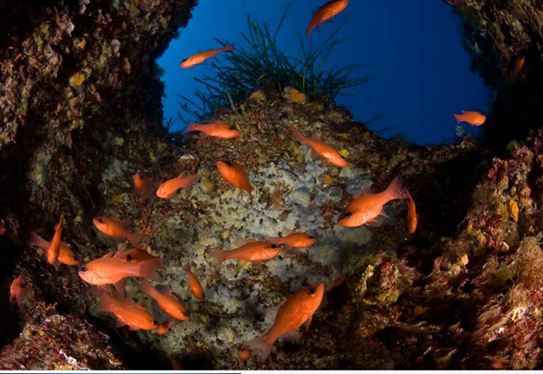 España ‘avanza’ en sus hábitats marinos protegidos