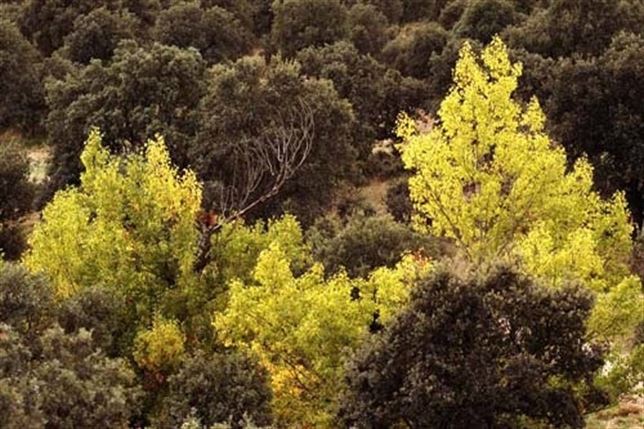 San Sebastián de los Reyes plantará más de 7.000 olmos gracias al proyecto Life-+Biodiversidad