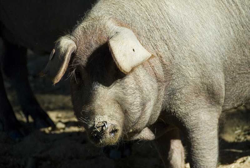 Extremadura Uce rechaza la propuesta del ministerio para modificar la norma de calidad del porcino ibérico