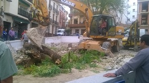 El Ayuntamiento de Priego (Córdoba) tala arboles catalogados como singulares