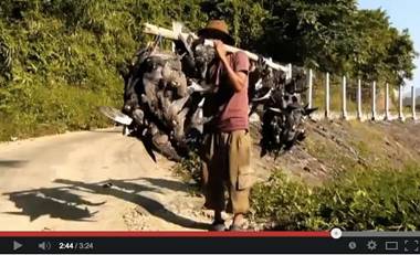 Decenas de miles de halcones de Amur acaban en el plato en la India