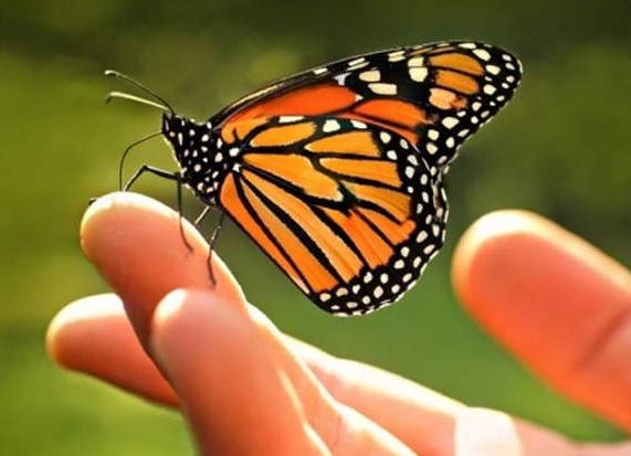 La mariposa monarca